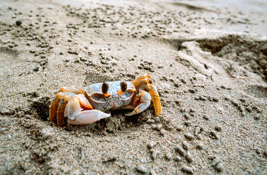 Crab burrows in sand on beach