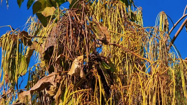 Tree leaves in autumn. Catalpa ovata G. Don in the garden.