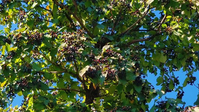 Cornus sanguinea in autumn. Green leaves and black berries of a plant.