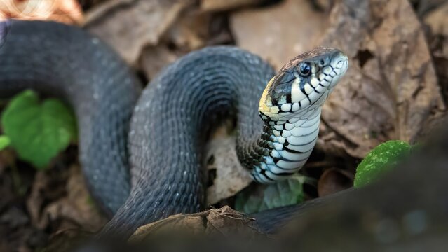 Grass snake in its natural habitat