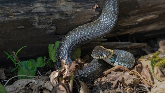 Grass snake slithering on dry leaves in forest