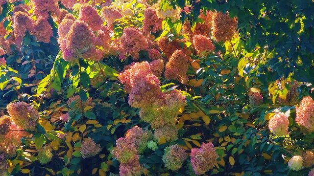 Autumn landscape with colorful flowers. Hydrangea paniculata.