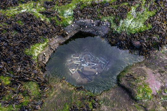 Rock pool filled with razor clam shells surrounded by seaweed-covered rocks and marine life on a rocky foreshore at low tide