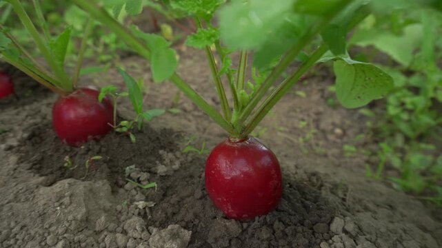 Camera dolly pull-out shot revealing a fresh radish growing in a garden row.