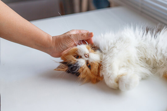 Calico Long-Haired Cat Being Gently Petted While Resting