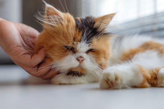 Calico Long-Haired Cat Being Gently Petted While Resting