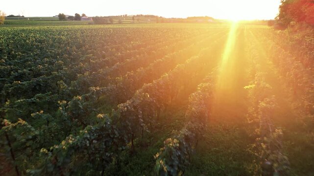 Sunlit vineyard scene. Golden sunlight filters through dense vine leaves during graceful highaltitude flyby