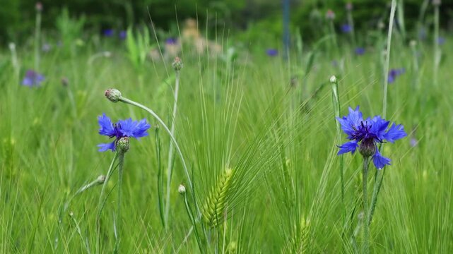These are cornflowers blooming in a green barley field.청보리밭에 피어있는 수레국화꽃입니다.
