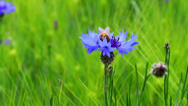Honeybees are flying over the cornflowers in the meadow.초원의 수레국화꽃위로 꿀벌들이 날아다닙니다.