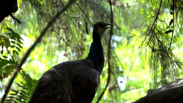 Indian Peacock at Sabarmati Ashram Ahmedabad 1