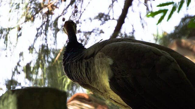 Indian Peacock at Sabarmati Ashram Ahmedabad 2