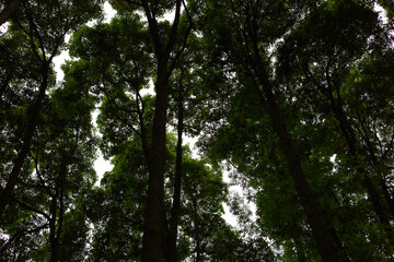 Obraz premium Low angle view of tall green trees in a dense forest.