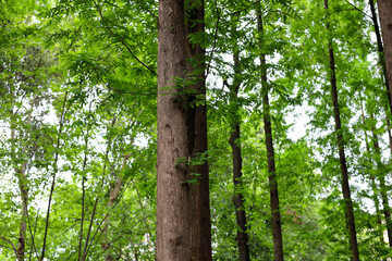 Fototapeta premium Tall green trees growing in a beautiful forest park.