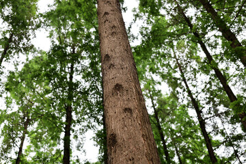 Fototapeta premium Tall green trees growing in a beautiful forest park.