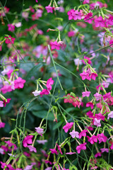 Fototapeta premium Beautiful pink flowering tobacco plants blooming in the garden
