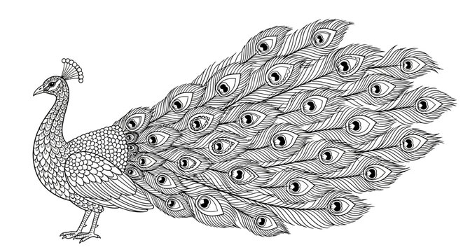 Elegant peacock illustration with detailed feather pattern on white background