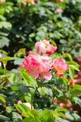 Fototapeta premium Beautiful roses blooming in a garden.