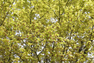 Obraz premium Small green and yellow maple leaves grow on branches in spring.