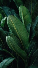 Obraz premium Luxurious Green Leaves: A Lush Tropical Vibe for Your Space