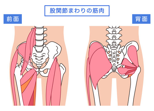 お尻、股関節まわりの筋肉