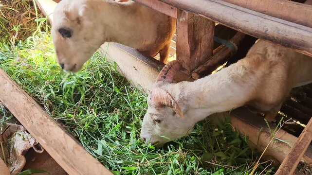 the voracious white sheep eat the green grass