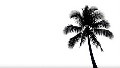 Obraz premium Elegant, dark silhouette of a single palm tree against a white background , simple, summer, outline
