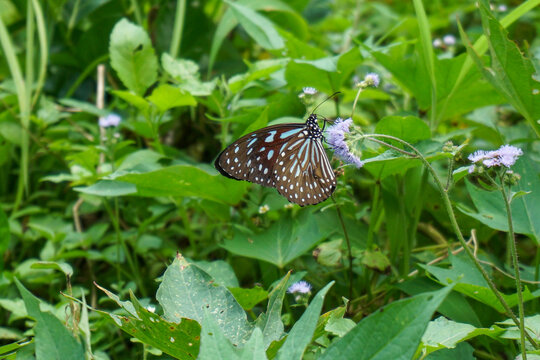Side view of a beautiful Dark Blue Tiger butterfly perched on a small wildflower in a lush green bush.                               