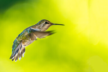 Fototapeta premium Hummingbird hovering in flight against soft green background