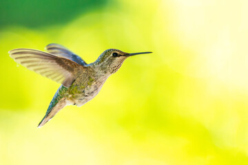 Fototapeta premium Hummingbird hovering in flight against soft green background