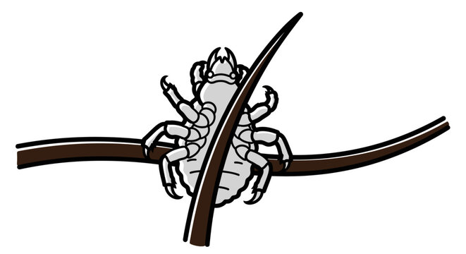 Close up illustration of a louse grasping strands of hair on a white backdrop