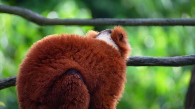 Close up shot of a Red ruffed lemur (Varecia rubra) with a distinctive black face and rust-red fur, eating and chewing food.