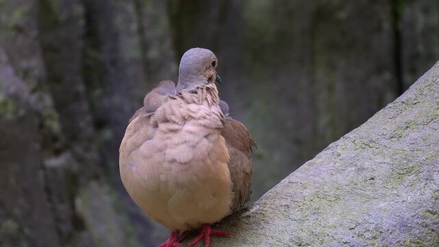 A Eared Dove (Zenaida auriculata) perches on the branch, preening and grooming its feathers, close up shot.