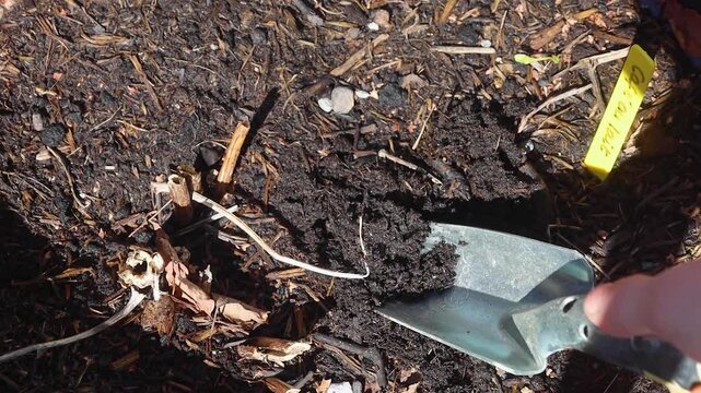 Video of a person gardening a shoveling dirt with a throwel.