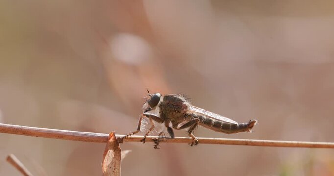 Robber fly warms on a twig at winter sunrise, silhouetted against the light before starting its first hunt, Rim Light