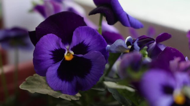 Viola pansy flower in a flower pot, purple balcony plant