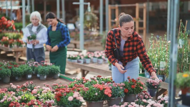 Young woman buyer chooses garden carnation in pot in flower shop