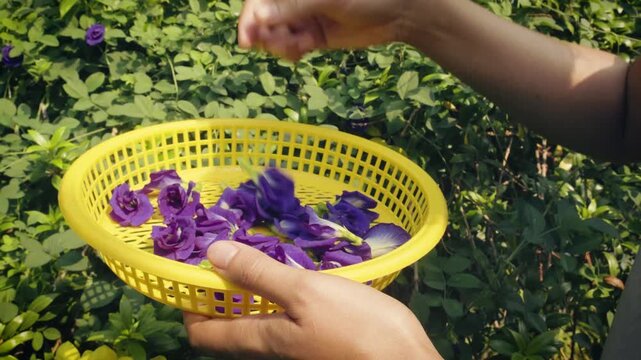Close-up of hands collecting fresh butterfly pea flowers into yellow basket in organic garden. Natural herbal harvesting process in tropical outdoor environment.