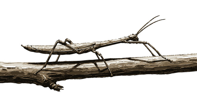 Detailed illustration of a stick insect perched on a branch against white