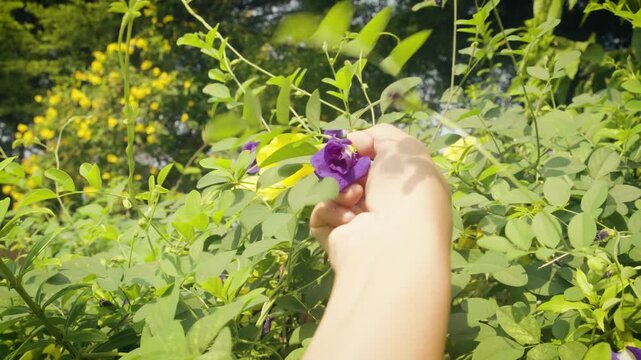 Point of view shot of hand harvesting fresh butterfly pea flowers from vine in tropical garden. Natural organic farming and herbal plant collection outdoors.