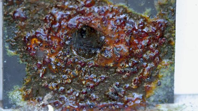 Australian Native Stingless Bees Swarming Around Hive Entrance with Propolis