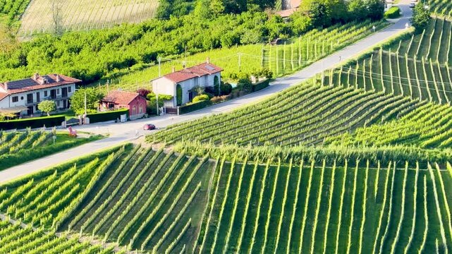 Aerial View of Lush Green Vineyards in Piedmont Italy Countryside