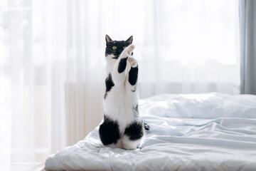 Cute cat palying on the bed in cozy bedroom © erika8213
