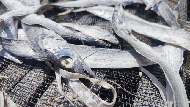 Salted ribbonfish drying under the sun on traditional bamboo tray. Close-up texture of dried hairtail fish at coastal local market
