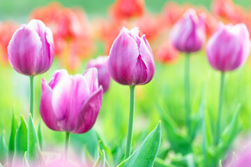 Obraz premium Beautiful pink and purple tulip flowers in a bright spring field
