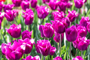 Obraz premium Vibrant purple and magenta tulip flowers blooming in a sunny spring field 