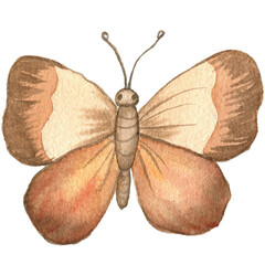 Watercolor Brown Butterfly Illustration © Violetta