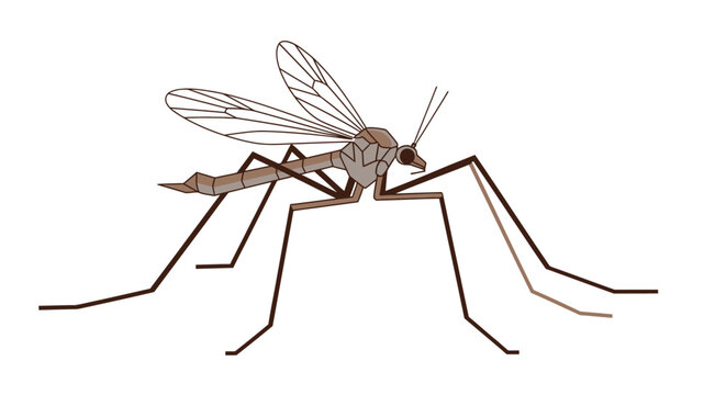 Stylized insect illustration detailed view of a gnat against a white background