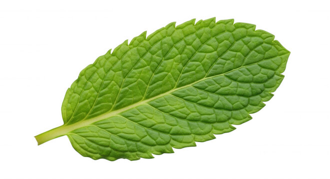 A single fresh green mint leaf with visible veins and serrated edges isolated against a solid black background