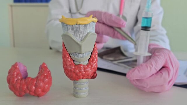 Medical professional shows thyroid model and discusses its function and health in a clinic setting