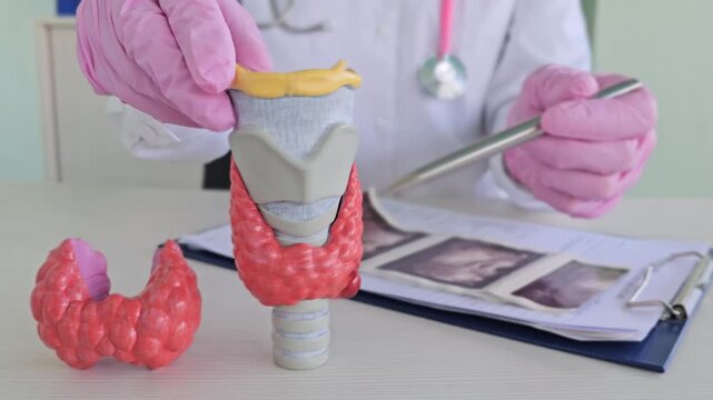 Model of thyroid gland used for health discussion in a medical office by a doctor